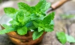 Postupak za uporabu papra od miševa